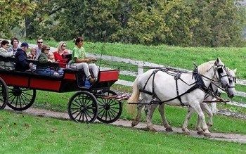 Horses, Wagon Ride, Horse Drawn