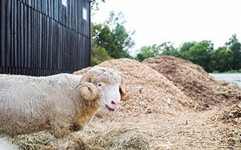 Goat Yoga - Sold Out - Shaker Village of Pleasant Hill