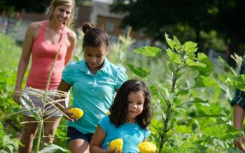 vegetable-garden