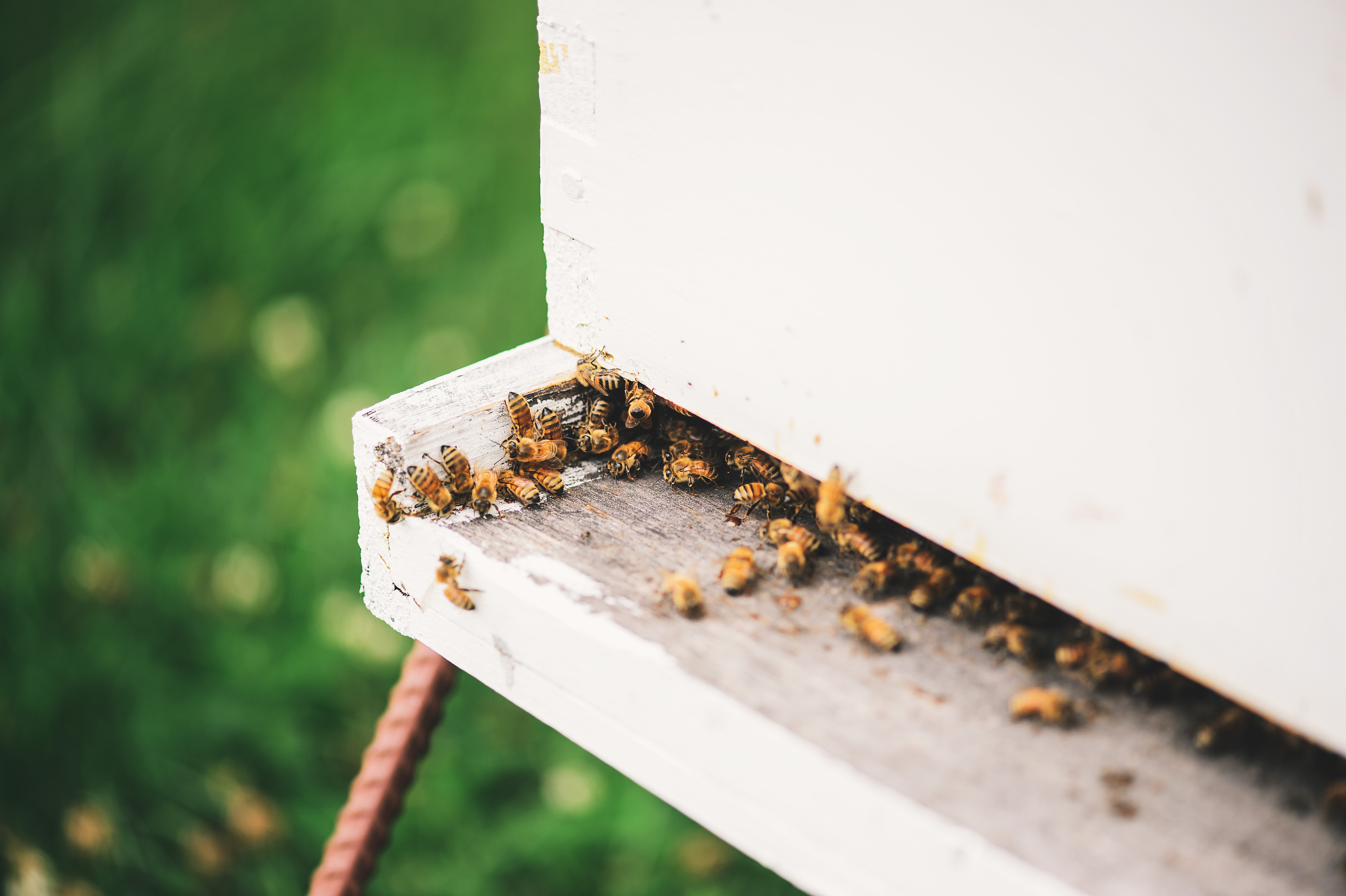 2 February 9 - Introduction to Beekeeping