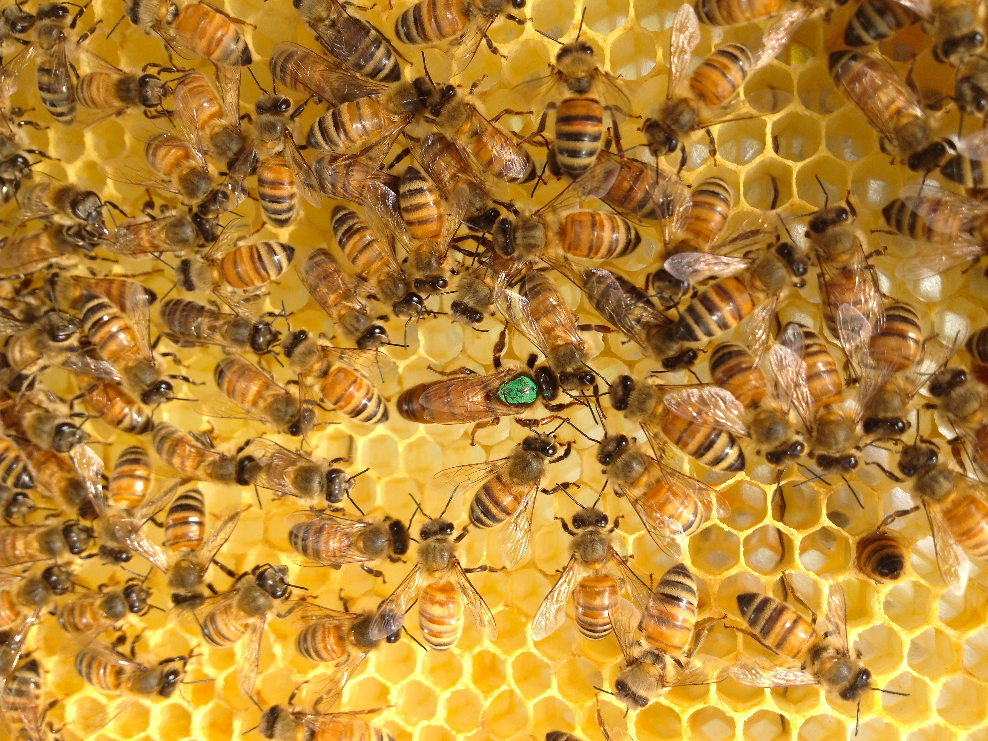 5 May 18 - Intermediate Beekeeping