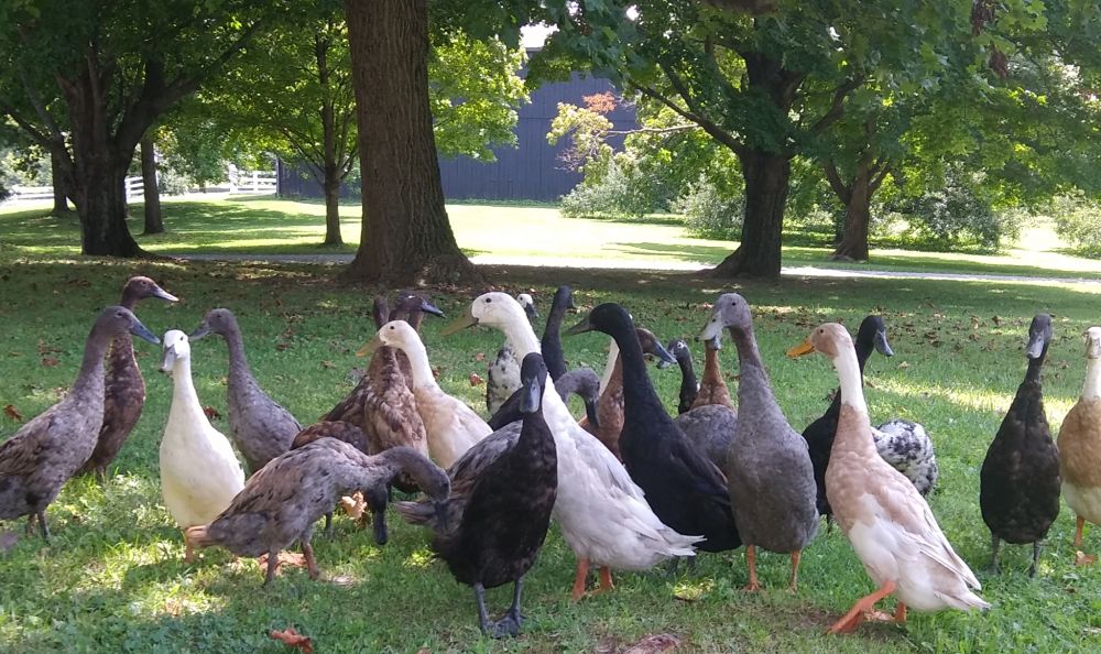 Ducks, tours, farm programs, poultry, farm animals