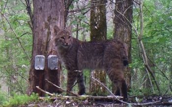 Bobcat Cons@Work Bobcat Cons@Work