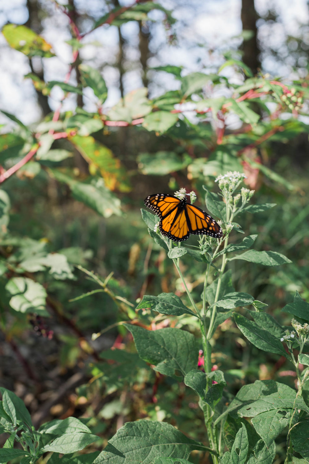 Monarch Butterflies, Butterfly Tagging