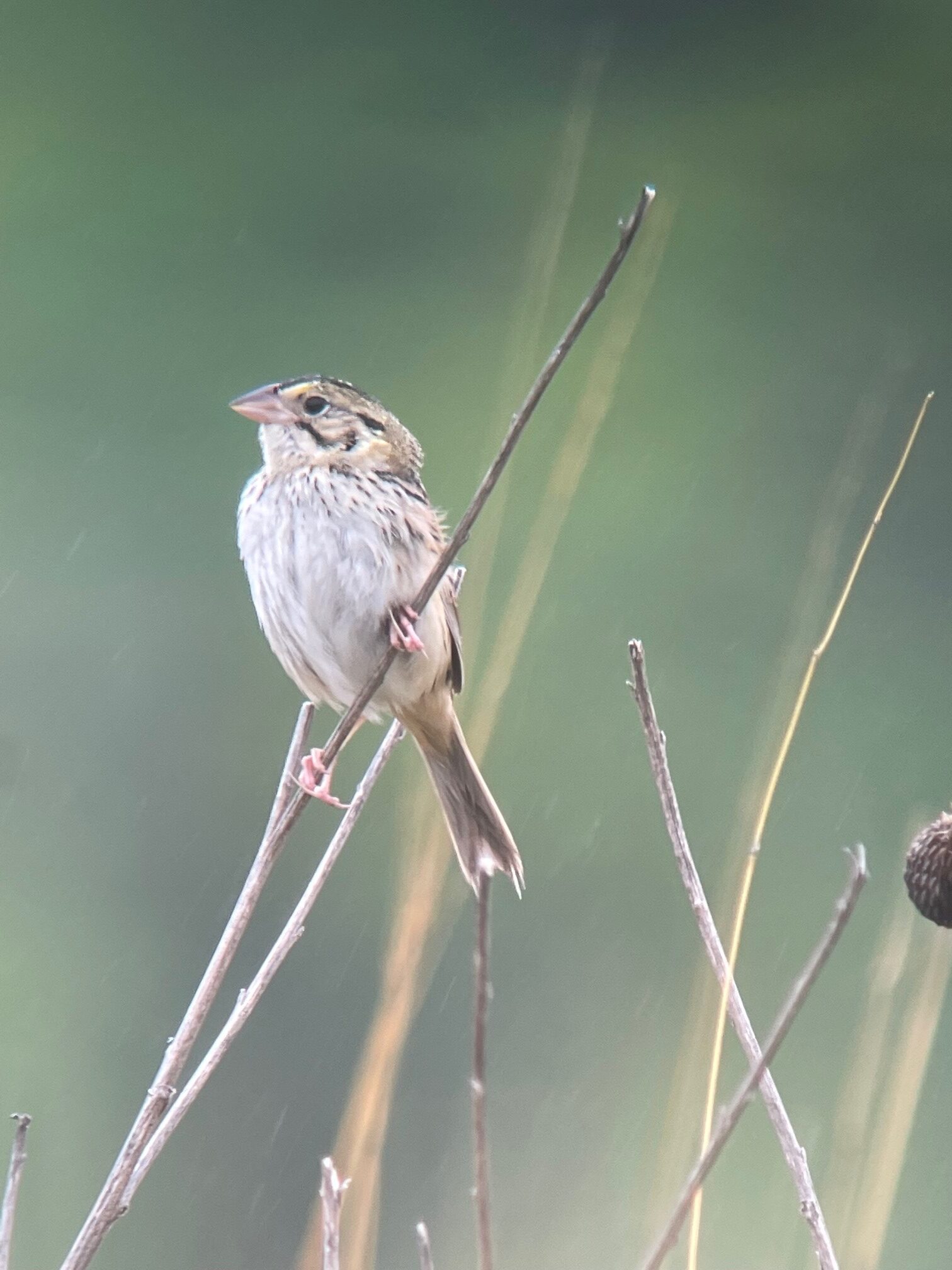 Birds of the Palisades - Shaker Village of Pleasant Hill