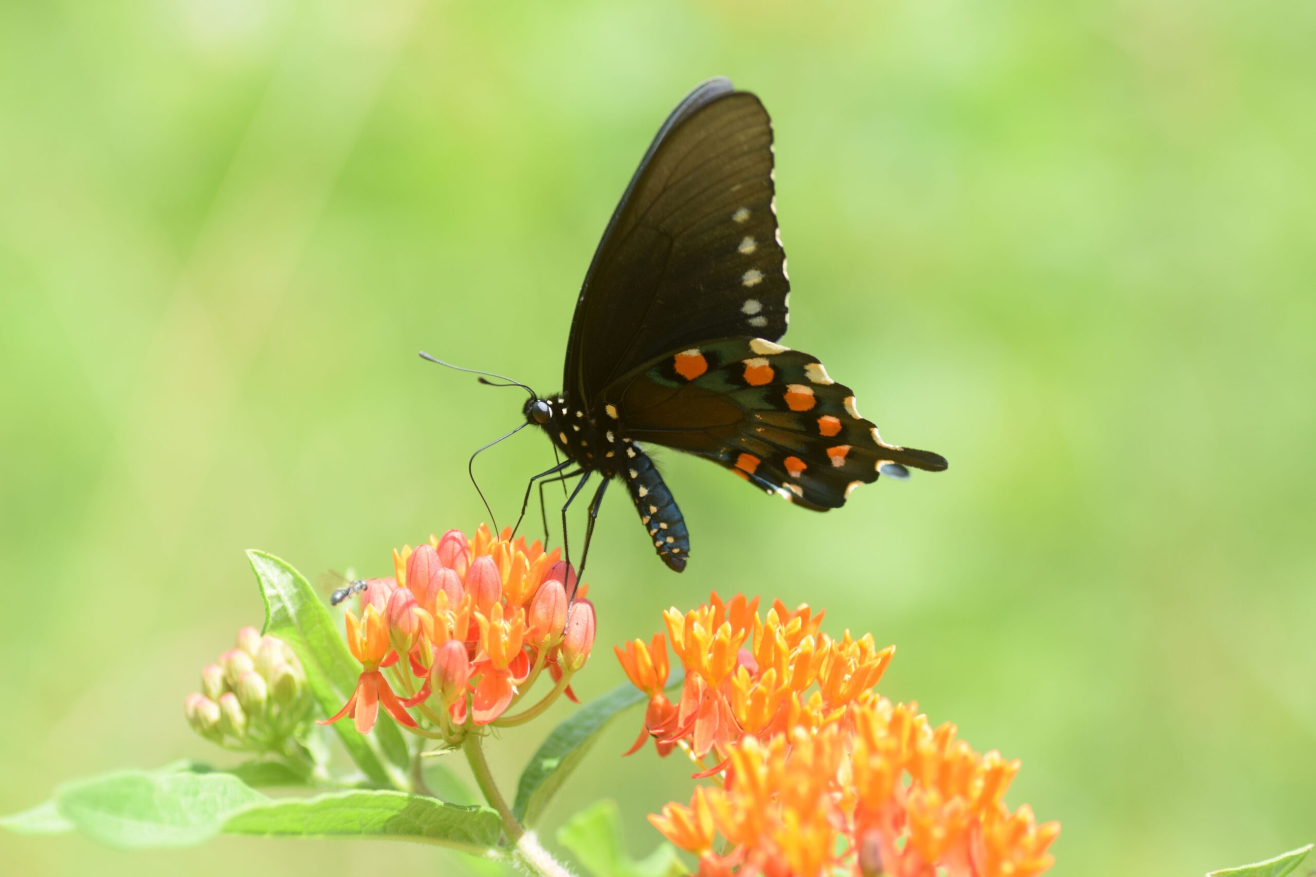 pipevine swallowtail on butterfly milkweed