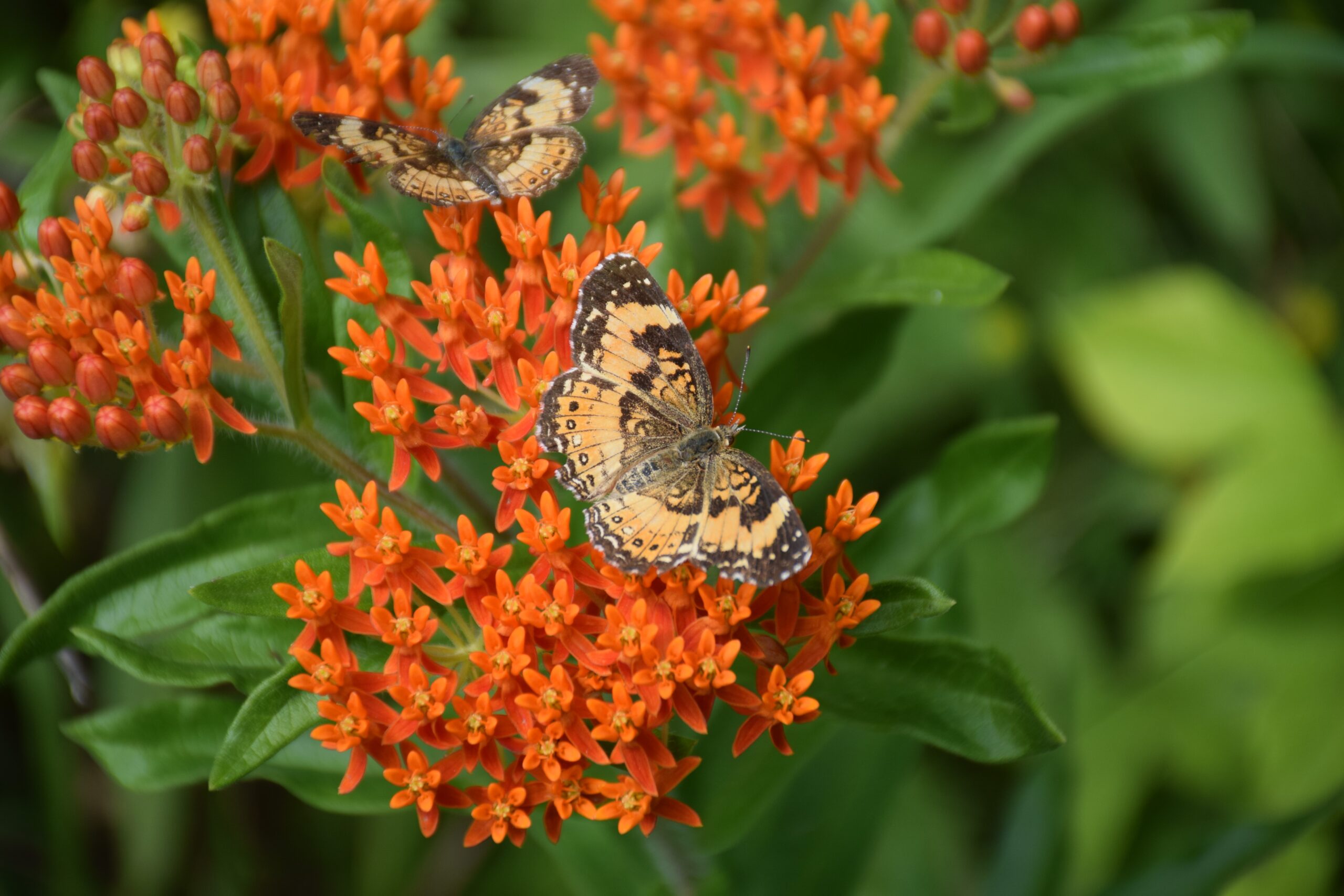 Butterfly Walk - Shaker Village of Pleasant Hill