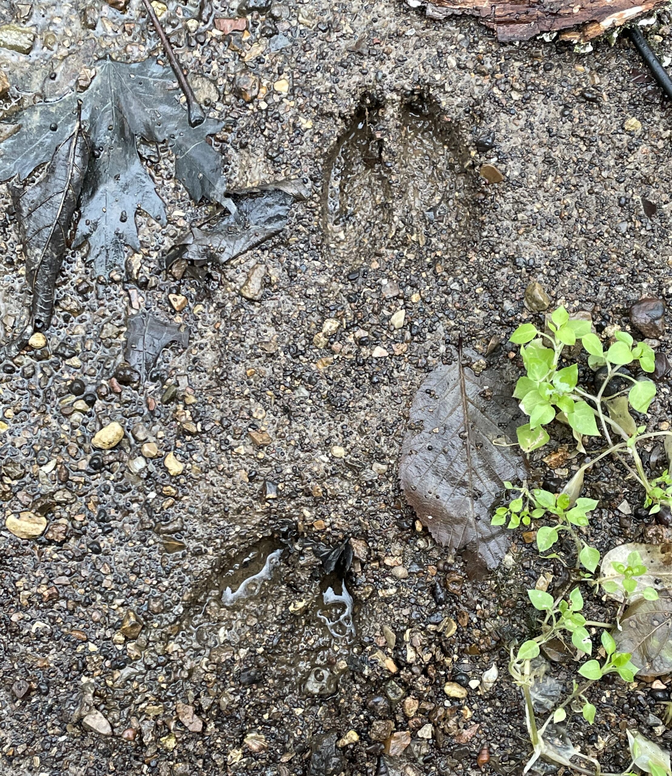 Animal Tracks Nature Hike - Shaker Village of Pleasant Hill