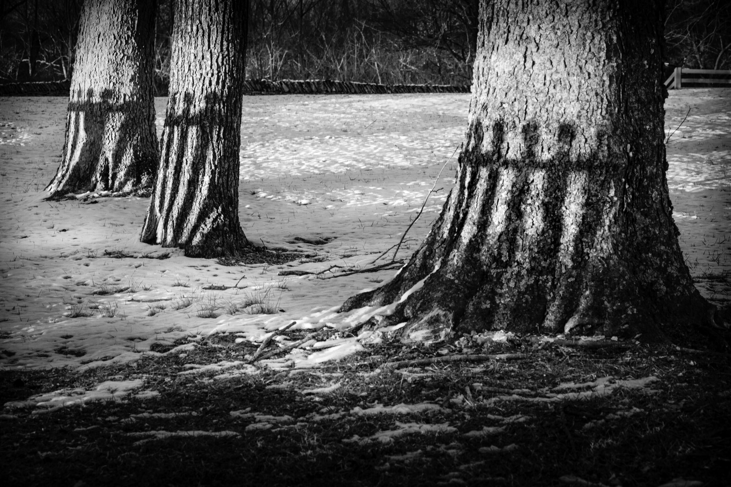Shaker Cemetary Three Trees and Spirits-30
