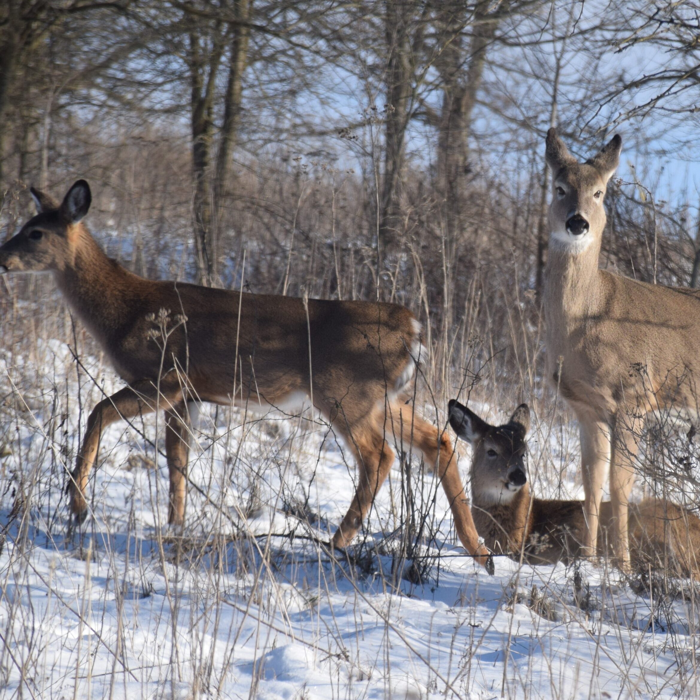 01-Jan- White-tailed Deer edit