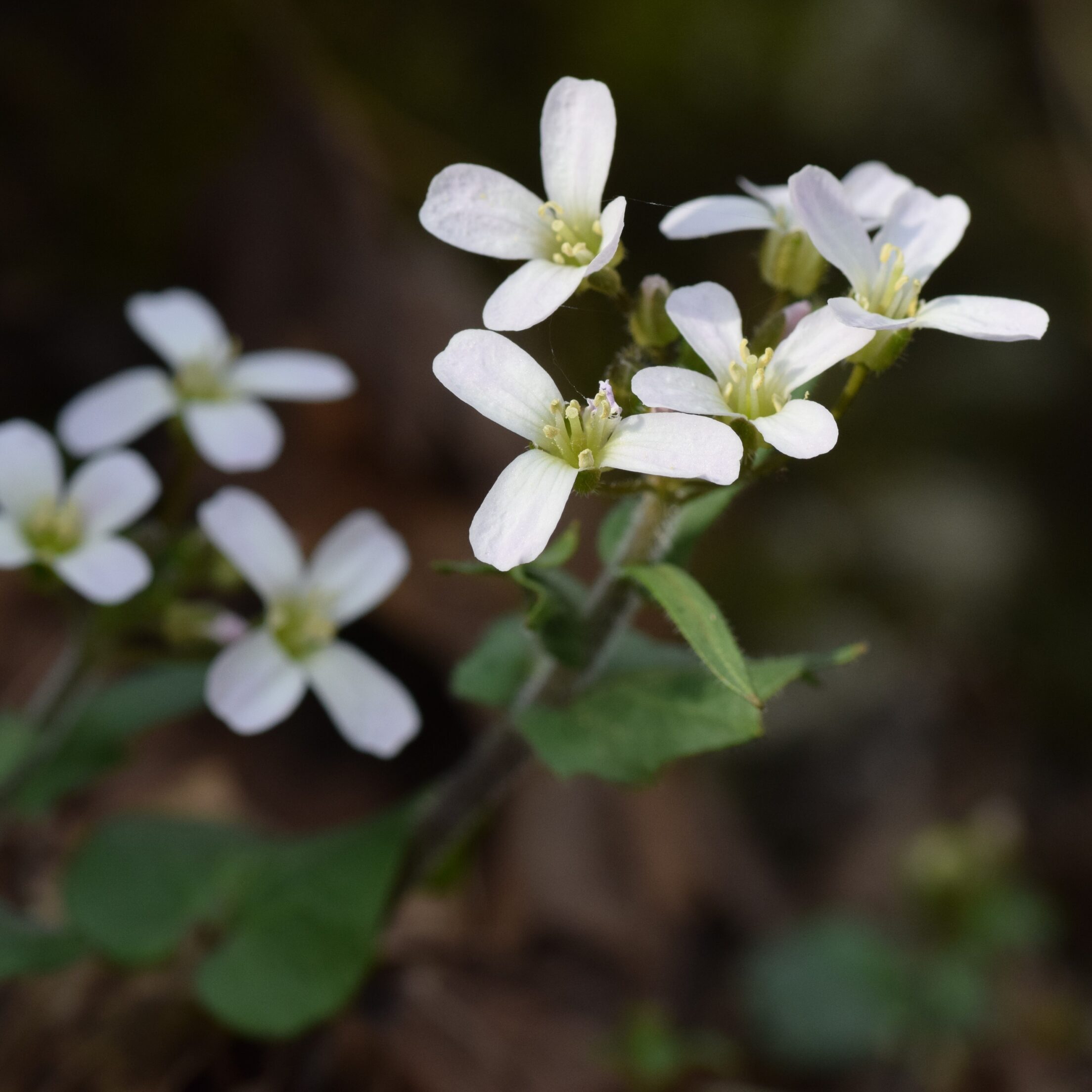 03-Mar- Purple Cress edit