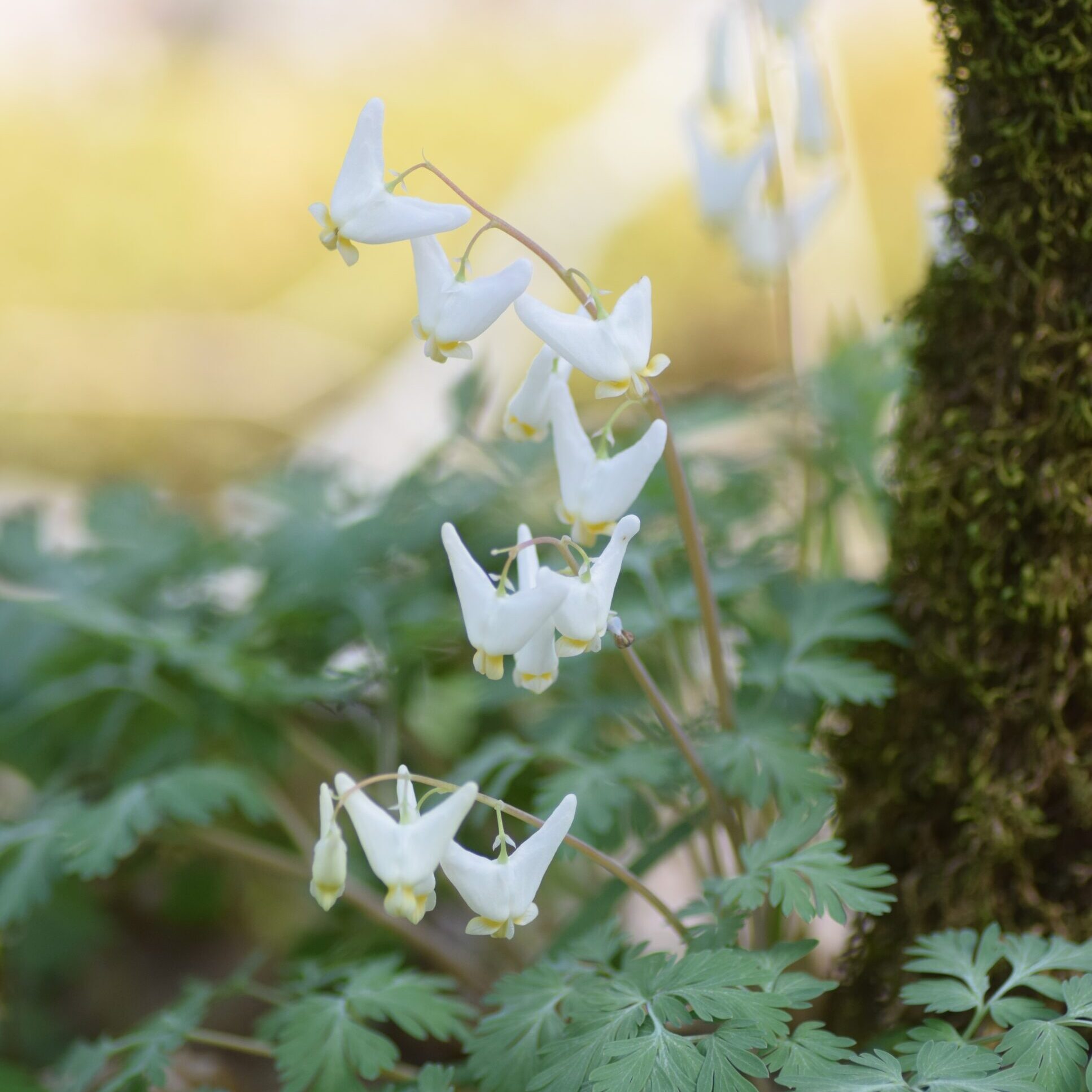 04-Apr- Dutchman's breeches edit