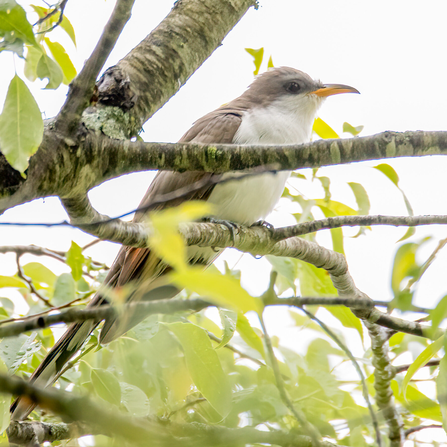 06-Jun- Yellow-billed Cuckoo (credit to Ward Ransdell)