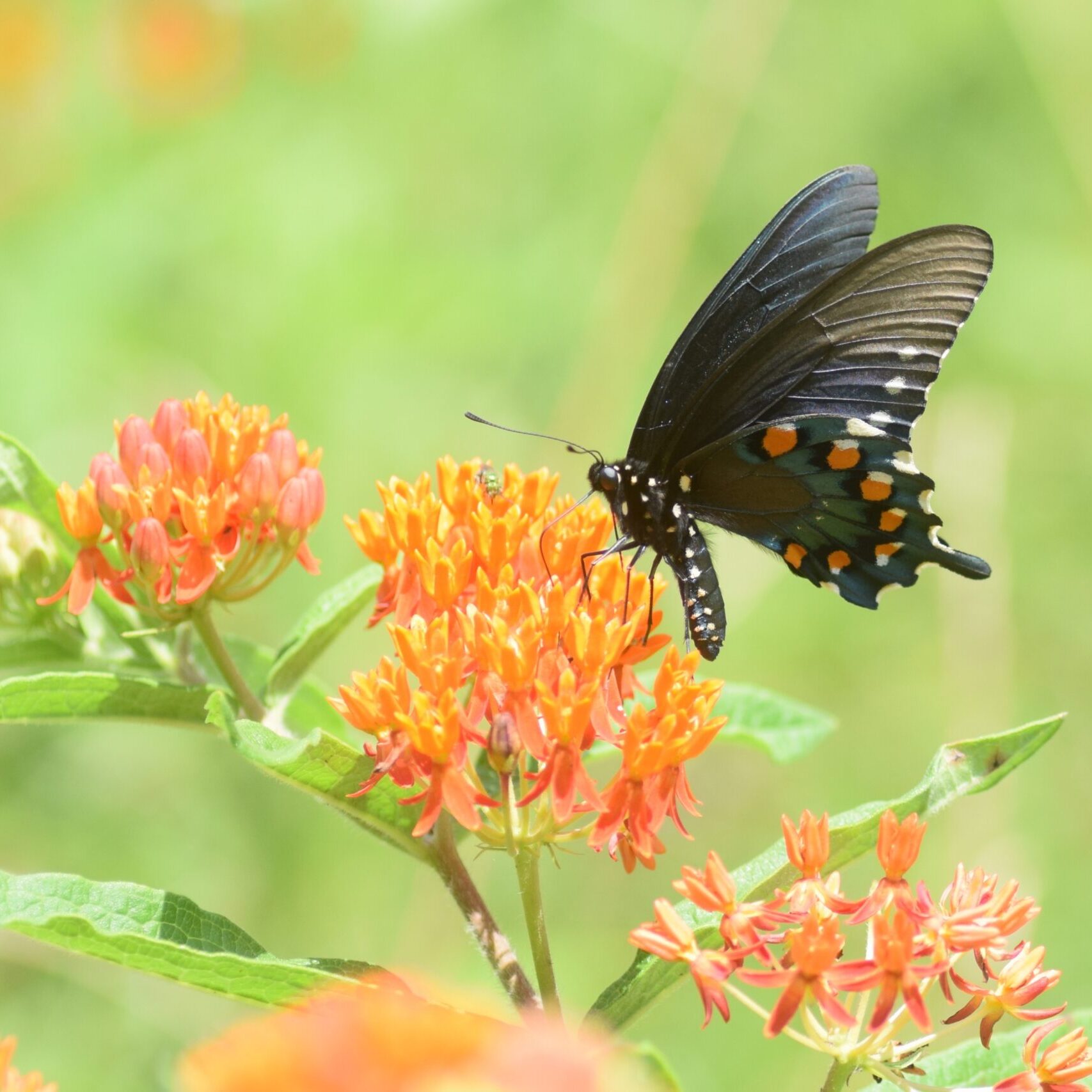07-Jul- pipevine swallowtail on butterfly milkweed