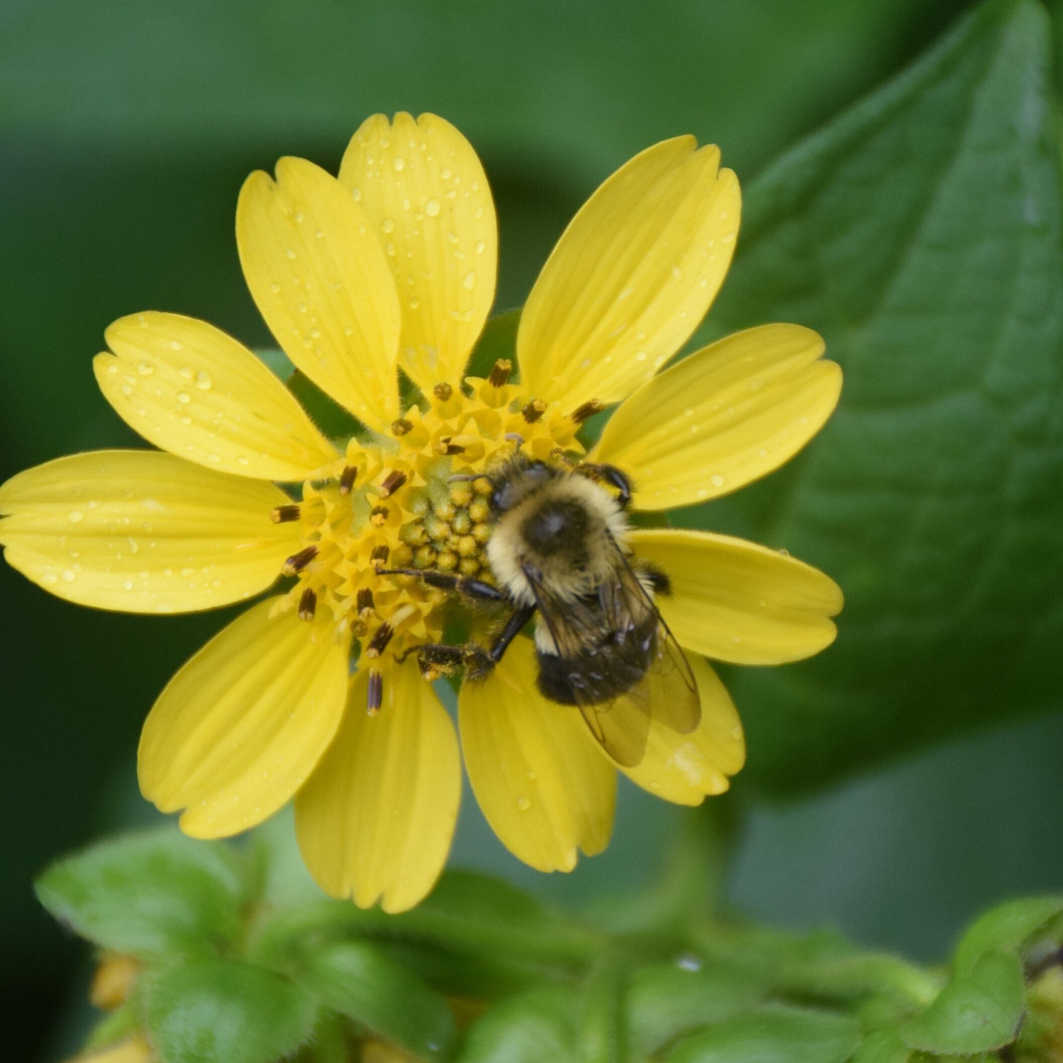 08-Aug- bumblebee on bearsfoot