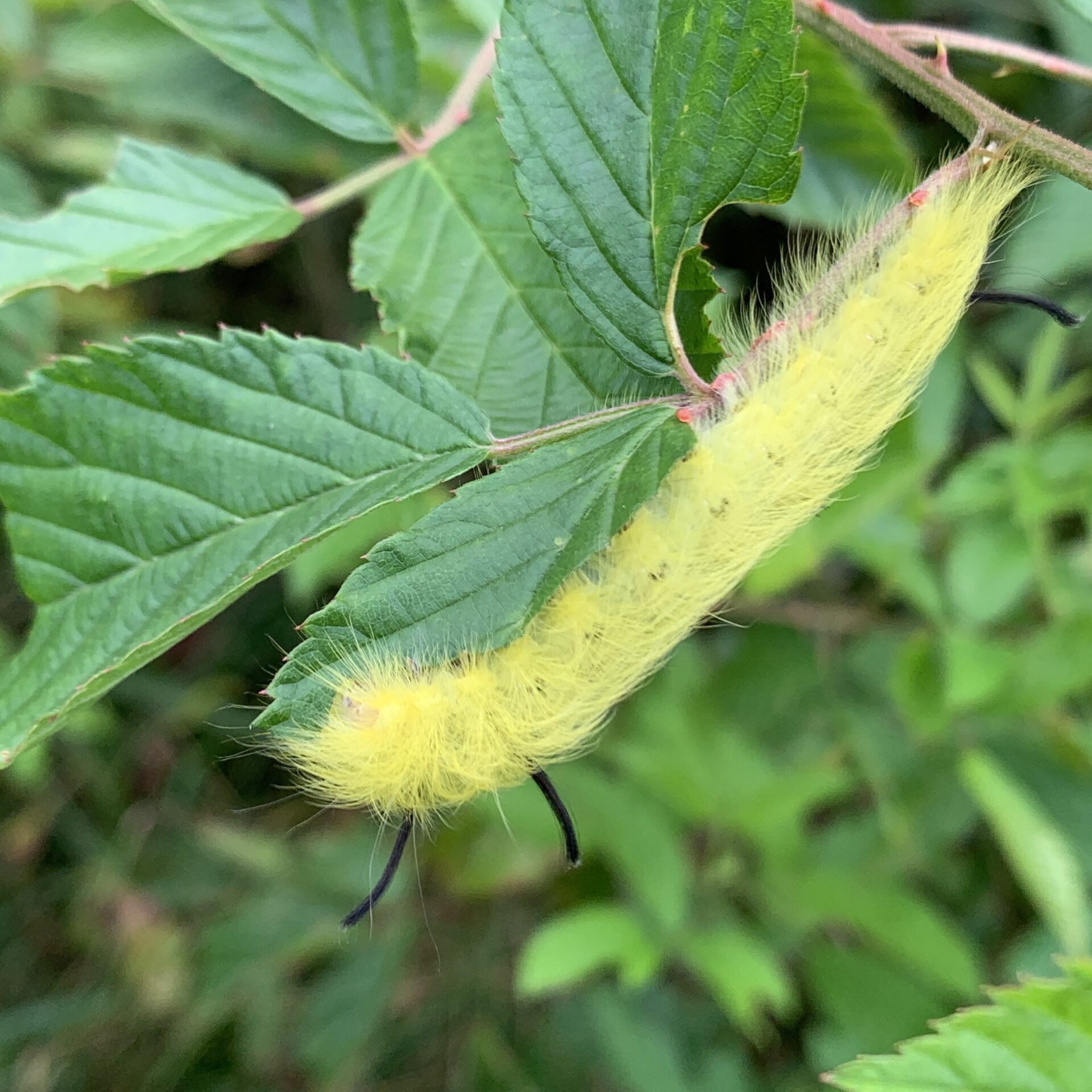 09-Sep- spotted apeteloides caterpillar