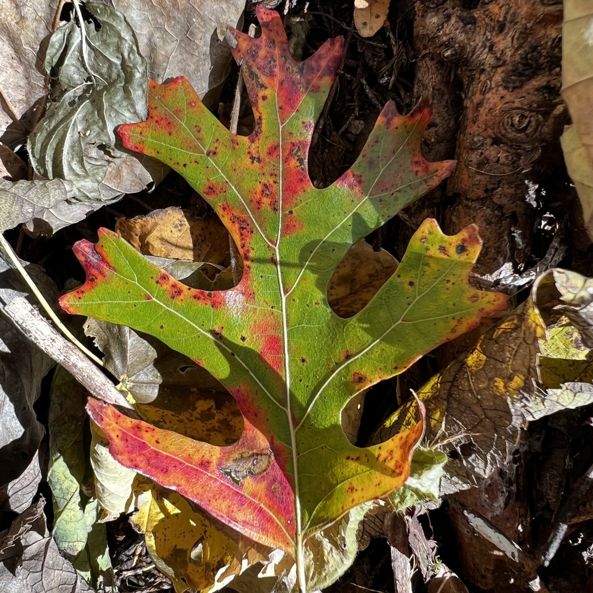 10-Oct-Shumard oak leaf
