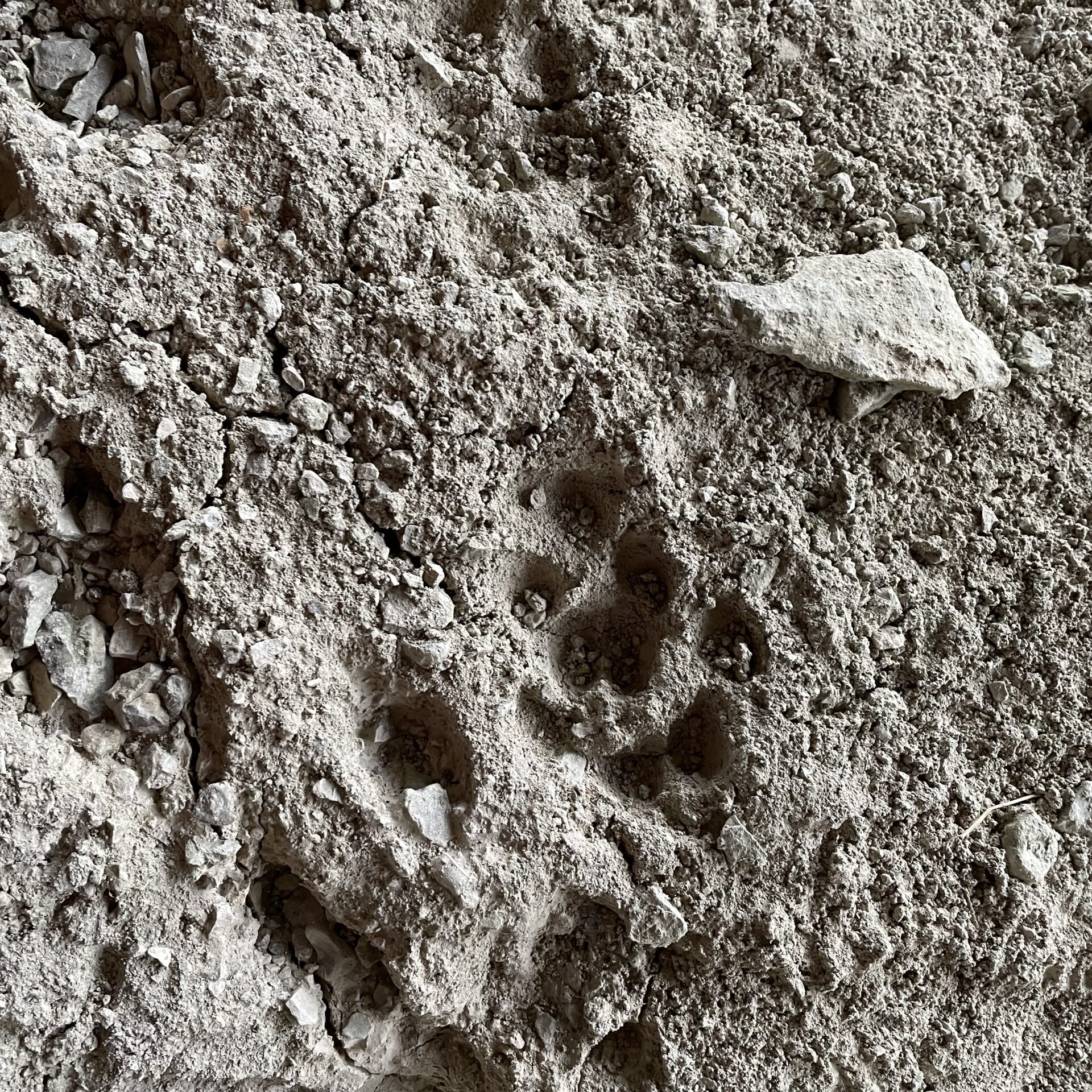 Animal Tracks 2