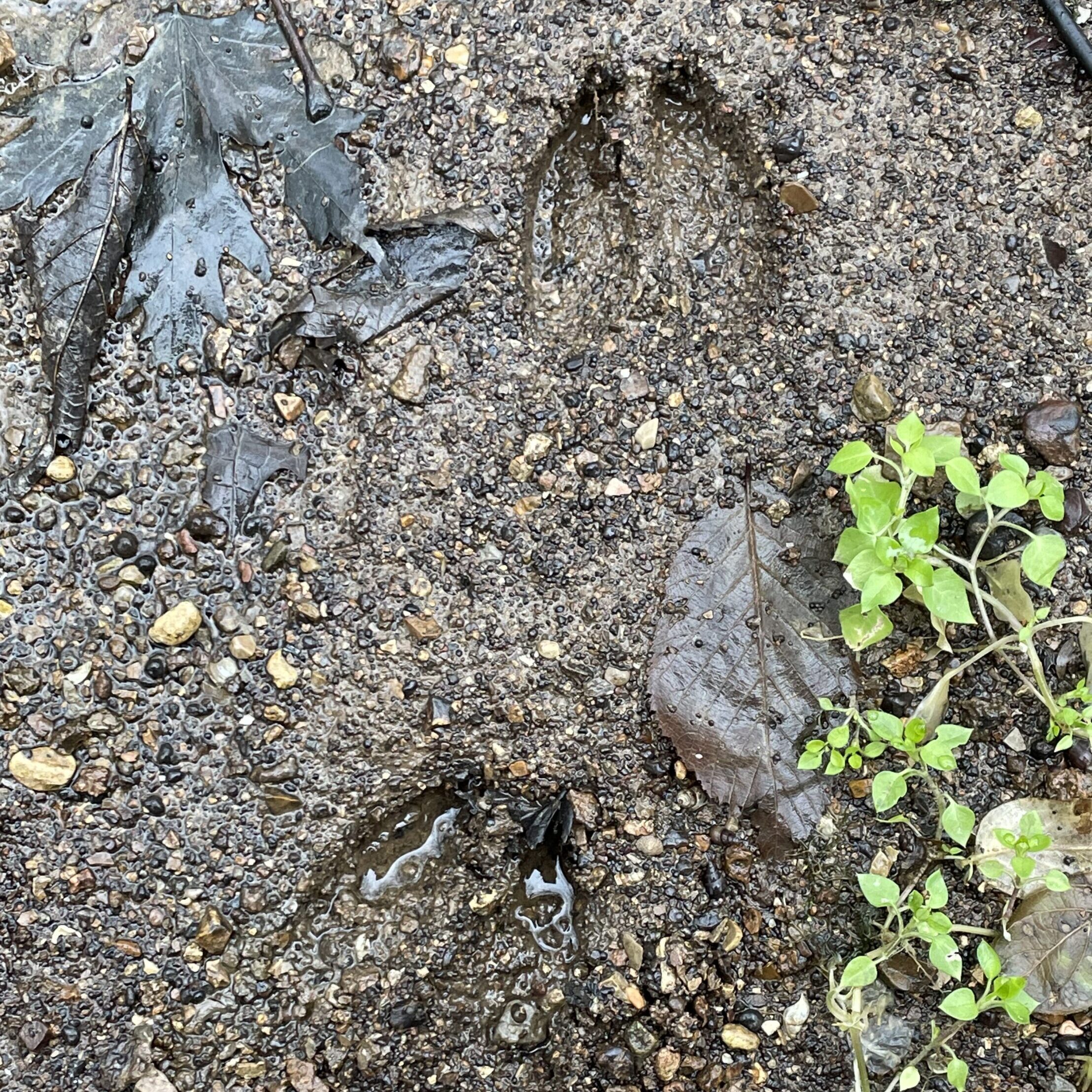 Animal Tracks 3 edited