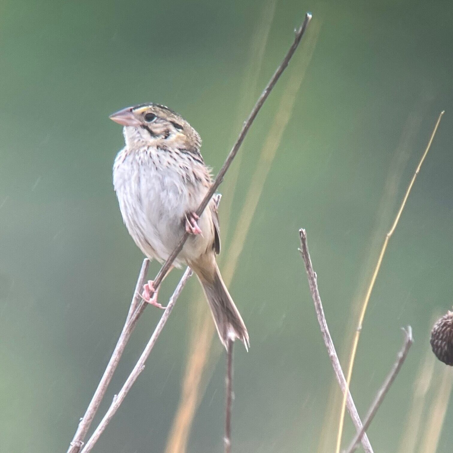 Birds of the Palisades