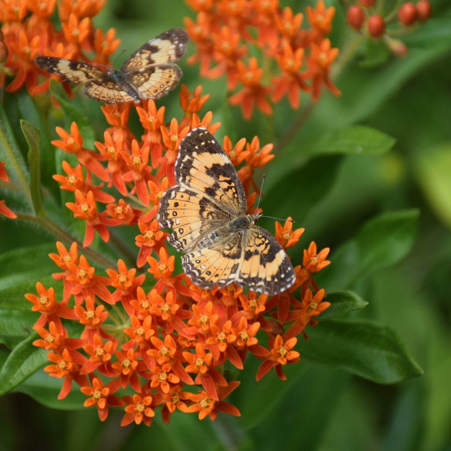 Butterflies