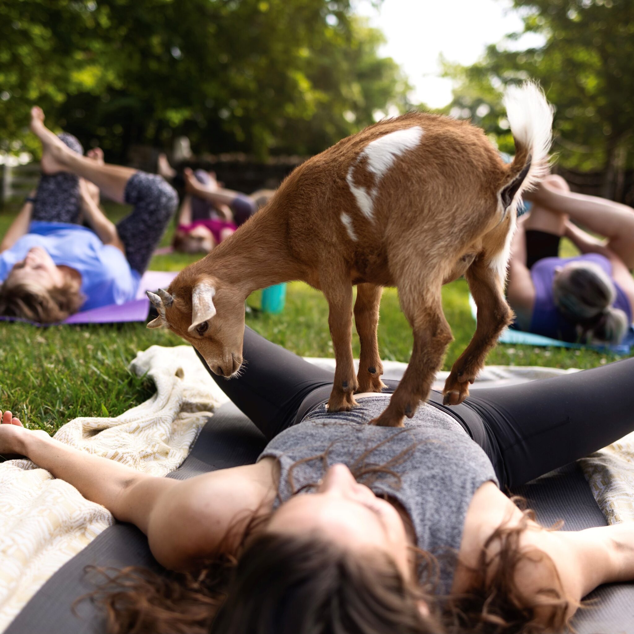 Goat Yoga