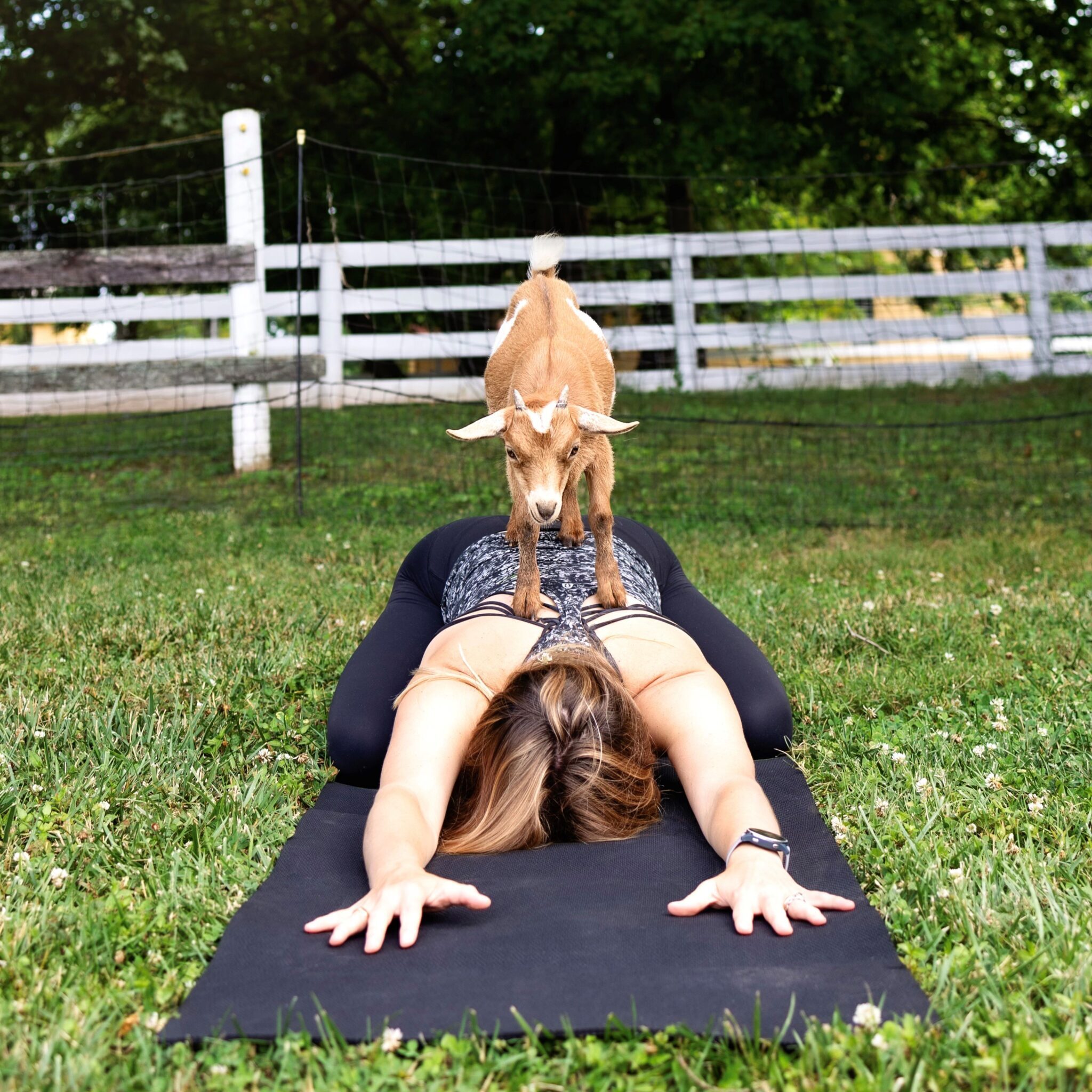 Goat Yoga