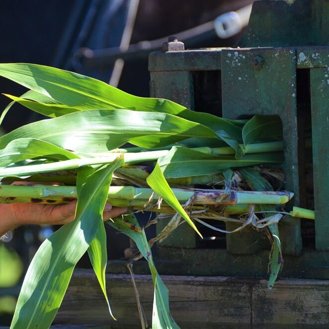 Fall Festival Sorghum