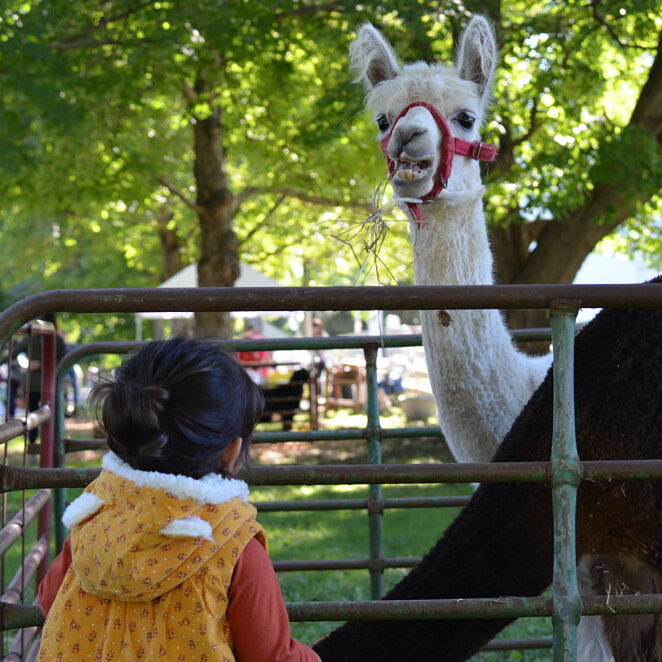 Farm Animals at Harvest Fest