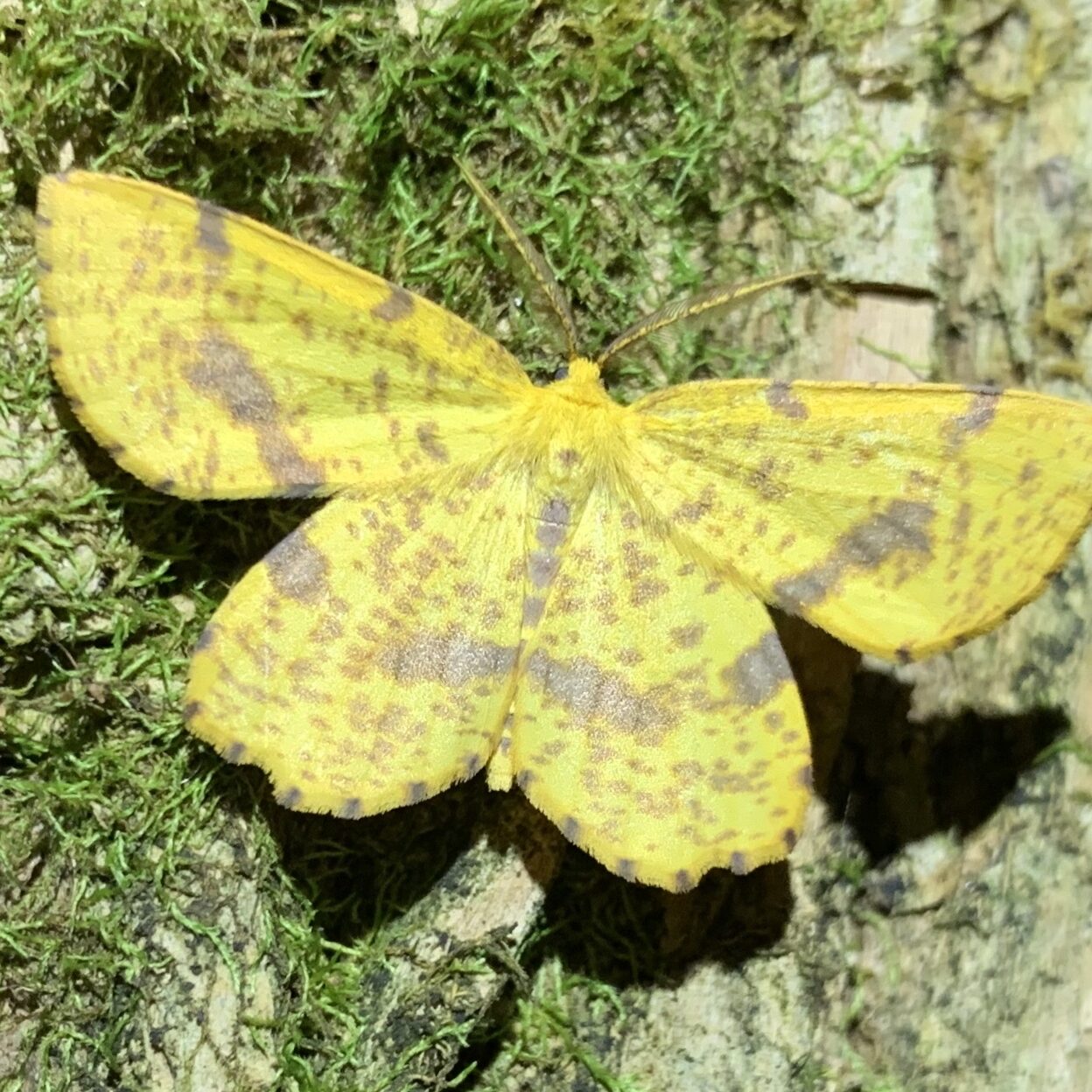 Moth Hike