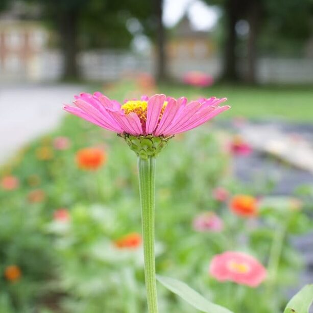 Mother's Day Flower