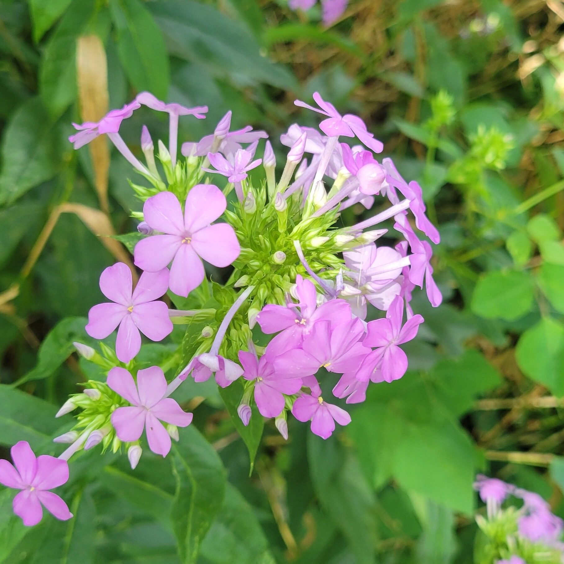 Phlox paniculata
