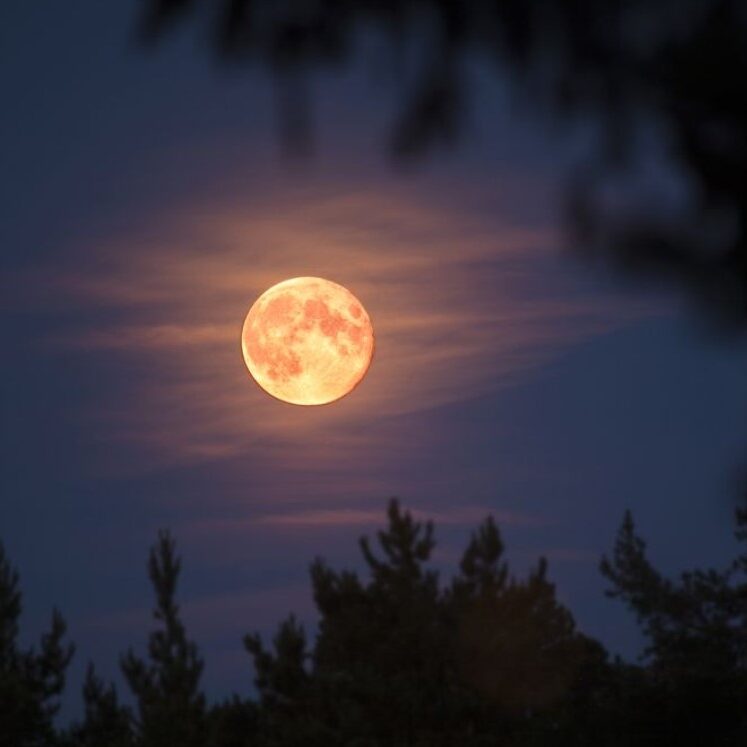 Night Hike, Pink Moon, Moon