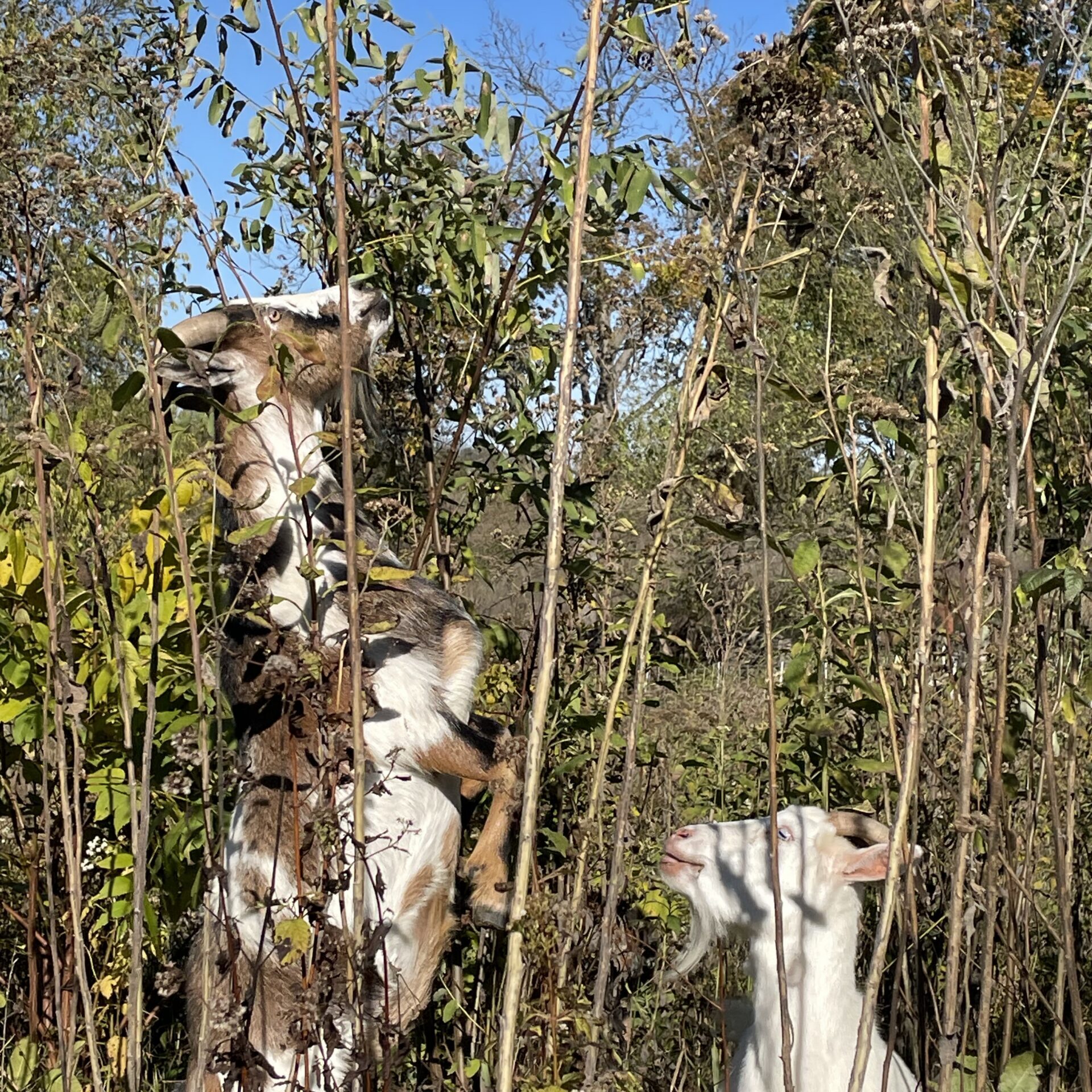 Ruminant grazing photo