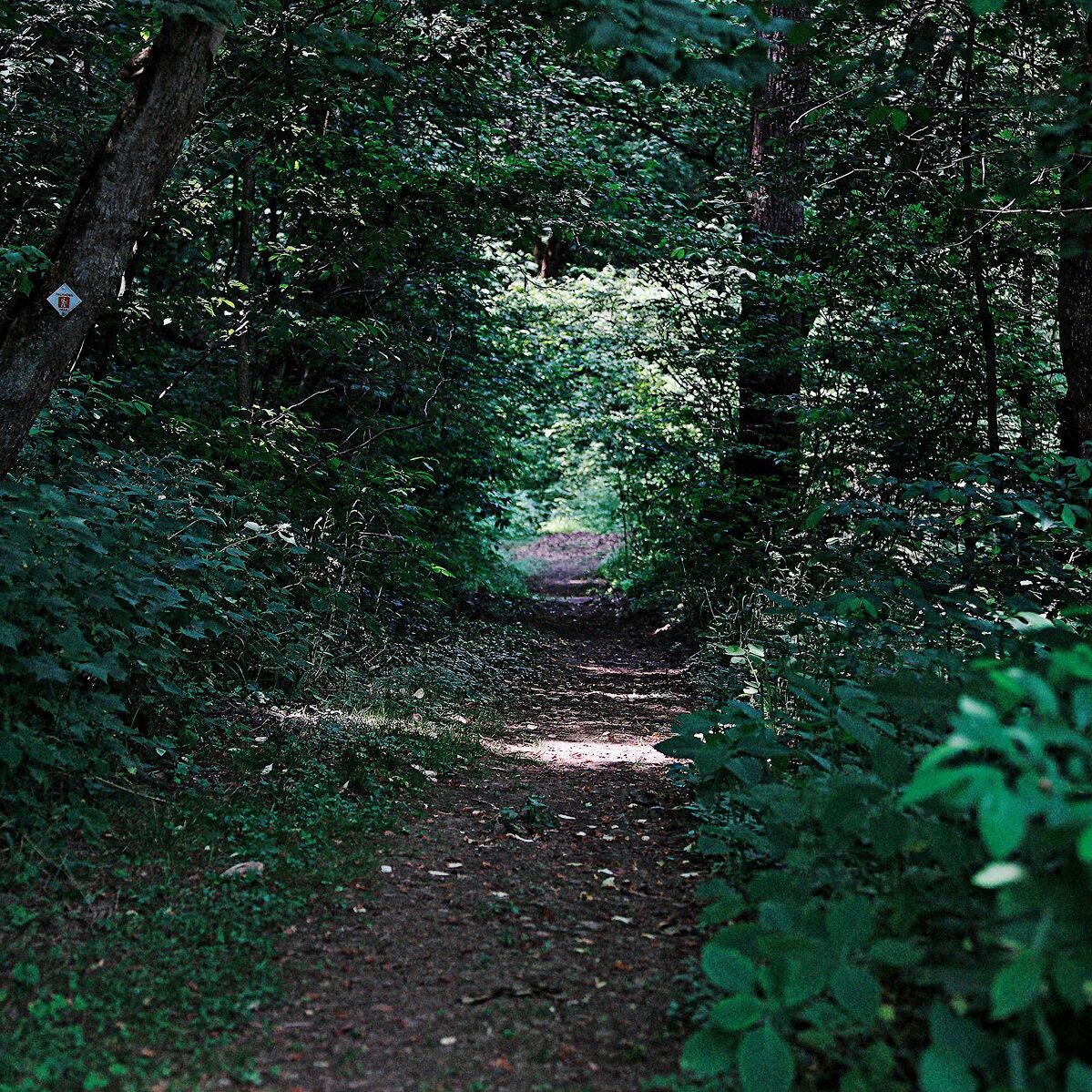 Trail Photo