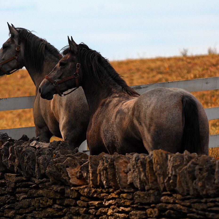 Shaker Village Horses