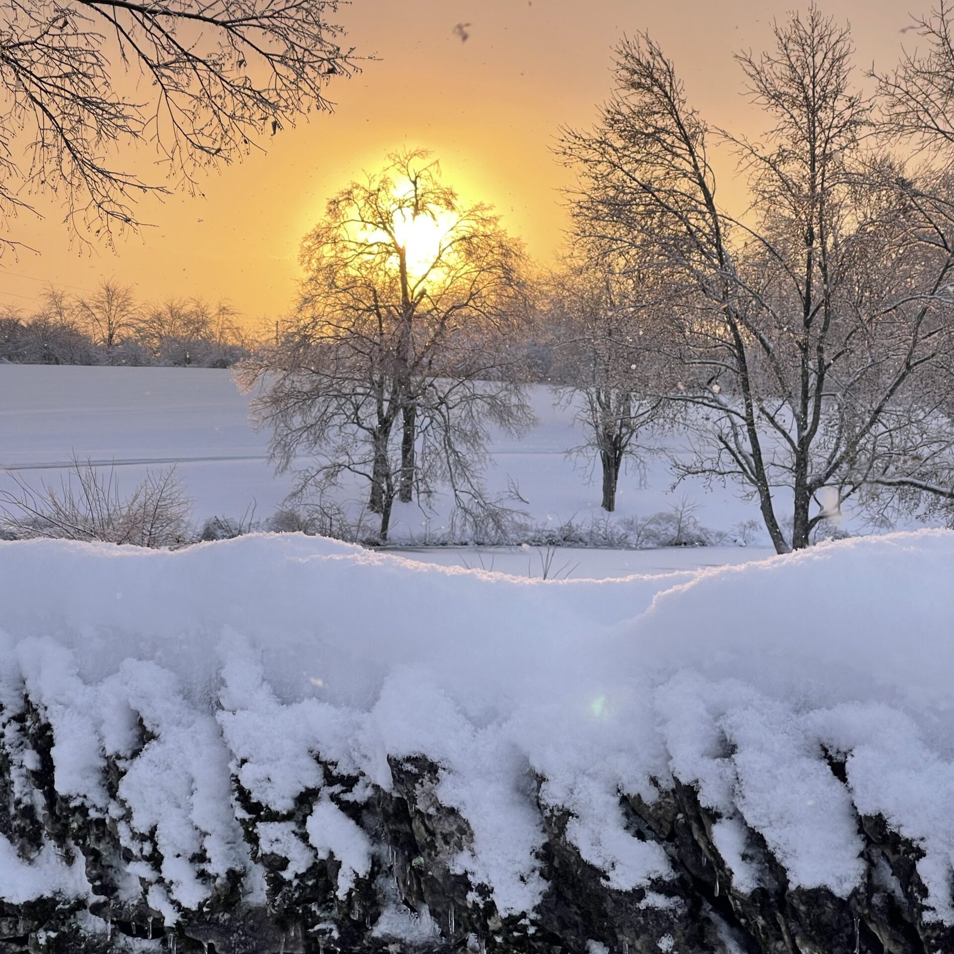 winter preserve sunset